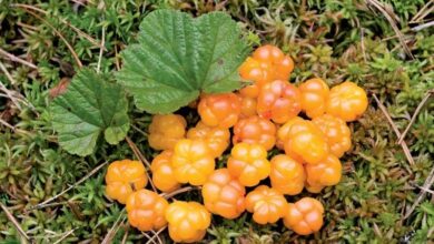 cloudberry