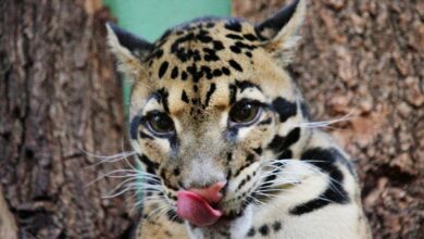 clouded leopard